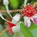Dom wakacyjny Feijoa