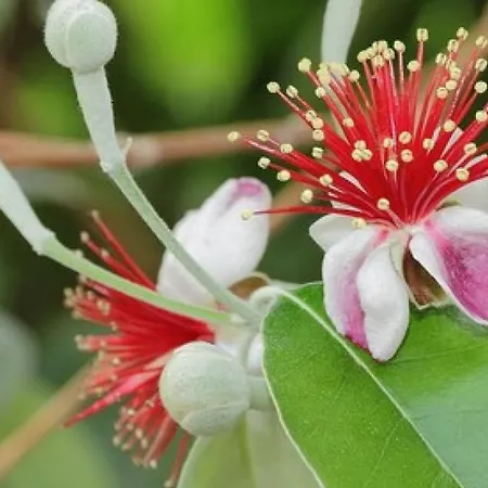 Holiday home Feijoa